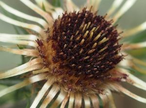 Pupava obecná (Carlina vulgaris L.)