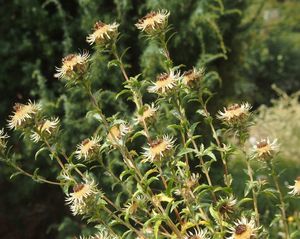 Pupava obecná (Carlina vulgaris L.)