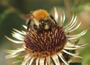 Pupava obecná (Carlina vulgaris L.)