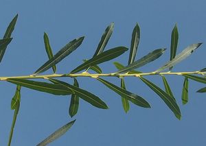 Vrba nachová (Salix purpurea)