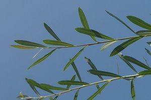 Vrba nachová (Salix purpurea)