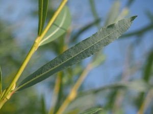 Vrba nachová (Salix purpurea)