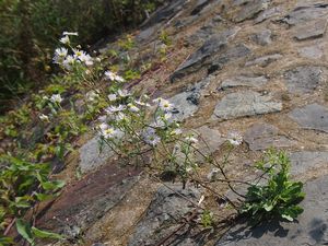 Turan roční (Erigeron annuus)