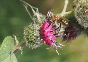 Lopuch menší (Arctium minus)