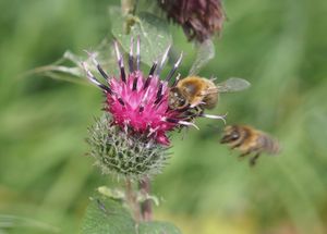 Lopuch menší (Arctium minus)