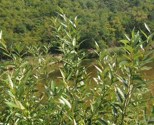 Vrba křehká  (Salix euxina  /dříve S. fragilis/)