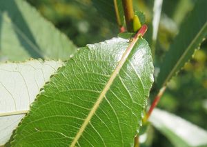 Vrba křehká  (Salix euxina  /dříve S. fragilis/)