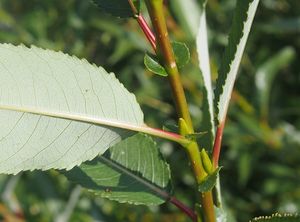 Vrba křehká  (Salix euxina  /dříve S. fragilis/)