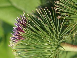 Lopuch větší (Arctium lappa)