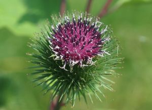 Lopuch větší (Arctium lappa)