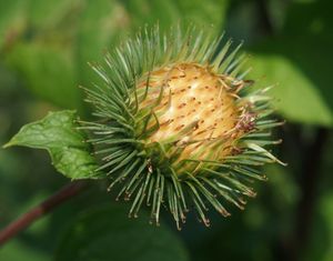 Lopuch větší (Arctium lappa)