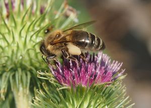 Lopuch větší (Arctium lappa)