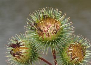 Lopuch větší (Arctium lappa)