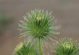 Lopuch větší (Arctium lappa)