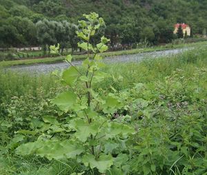 Lopuch větší (Arctium lappa)