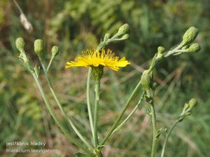 Jestřábník (Hieracium sp.)