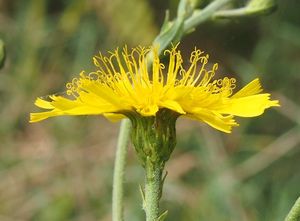 Jestřábník (Hieracium sp.)