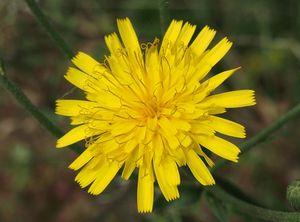 Jestřábník (Hieracium sp.)