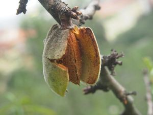 Mandloň obecná (Amygdalus communis)