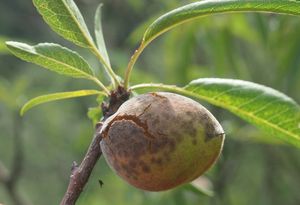 Mandloň obecná (Amygdalus communis)