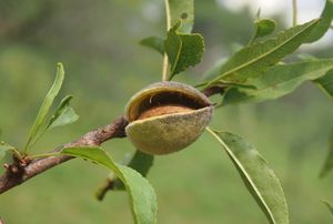 Mandloň obecná (Amygdalus communis)