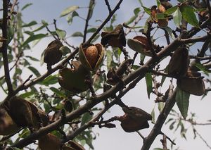 Mandloň obecná (Amygdalus communis)