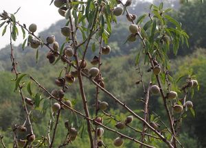 Mandloň obecná (Amygdalus communis)