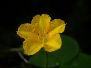 plavín štítnatý (Nymphoides peltata)