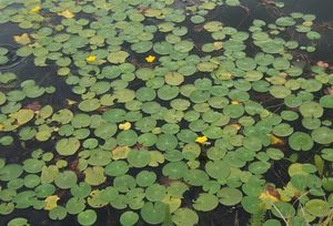 plavín štítnatý (Nymphoides peltata)