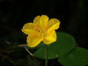 plavín štítnatý (Nymphoides peltata)