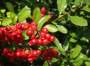 Hlohyně červená (Pyracantha coccinea)