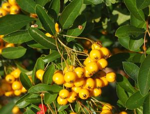 Hlohyně červená (Pyracantha coccinea)