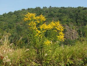 Zlatobýl kanadský (Solidago canadensis)