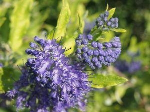 Ořechokřídlec (Caryopteris sp.)