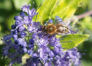 Ořechokřídlec (Caryopteris sp.)