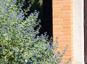 Ořechokřídlec (Caryopteris sp.)