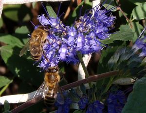 Ořechokřídlec (Caryopteris sp.)