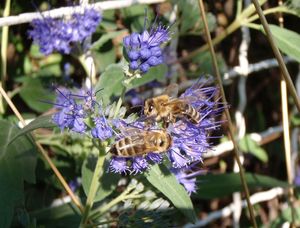 Ořechokřídlec (Caryopteris sp.)