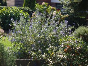 Ořechokřídlec (Caryopteris sp.)