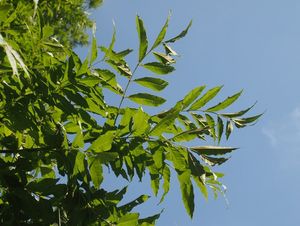 Jasan ztepilý (Fraxinus excelsior)