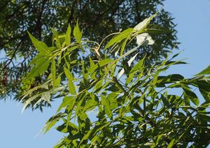 Jasan ztepilý (Fraxinus excelsior)