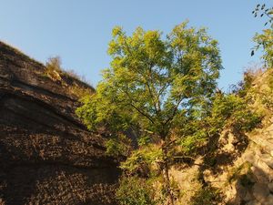 Jasan ztepilý (Fraxinus excelsior)