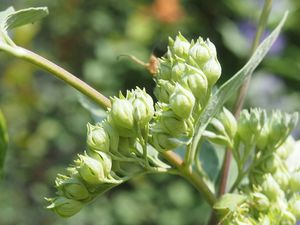 Ořechokřídlec (Caryopteris sp.)