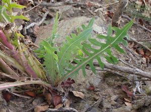 Locika vytrvalá (Lactuca perennis)