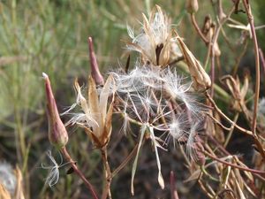 Locika vytrvalá (Lactuca perennis)