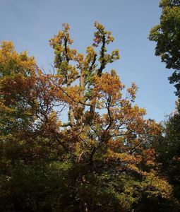 Dub zimní (drnák) (Quercus petraea (Mattusch.) Liebl.)