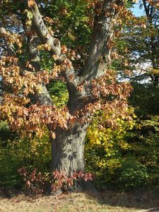 Dub červený (Quercus rubra)