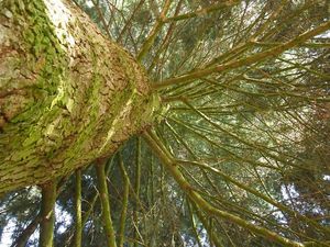 Jedle obrovská (Abies grandis)