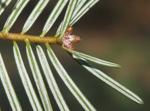 Jedle obrovská (Abies grandis)