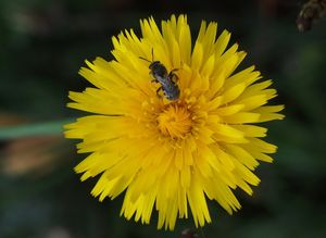 Prasetník kořenatý (Hypochaeris radicata)